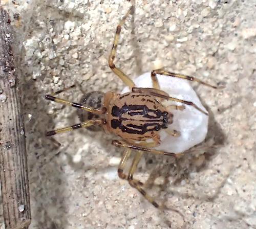 Réf. 235 386 : Scytodes velutina